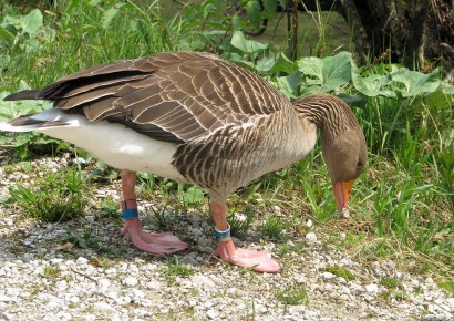 © Cumberland Wildpark Grünau