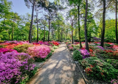 © Stiftung Bremer Rhododendronpark